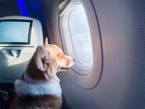 How Much Is It For A Dog To Get On A Plane