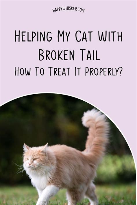 How Much Is It To Fix A Cat's Broken Tail