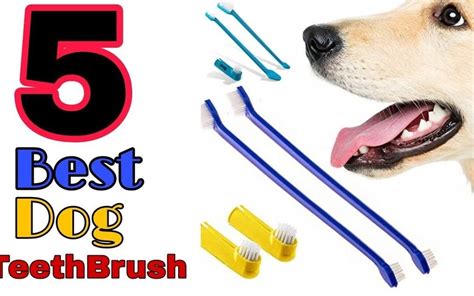 How Much Is It To Get A Dog's Teeth Cleaned