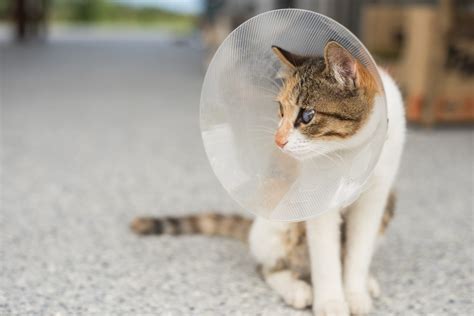 How Much Is It To Get A Female Cat Spayed In The Uk