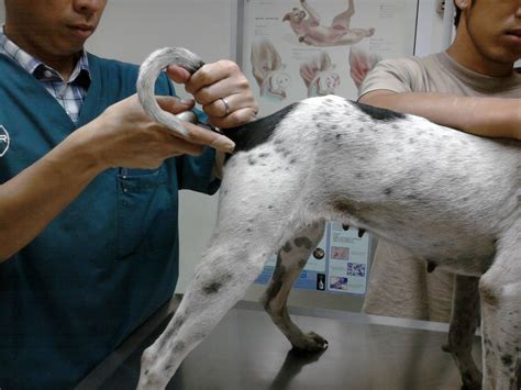 How Much Is It To Get A Female Dog Fixed