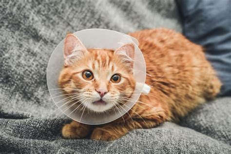 How Much Is It To Get Cats Fixed