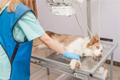 How Much Is It To Get X Rays For A Dog