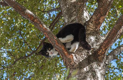 How Much Is It To Get Your Cat Out Of A Tree