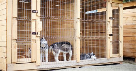 How Much Is It To Keep A Dog In A Kennel For A Week