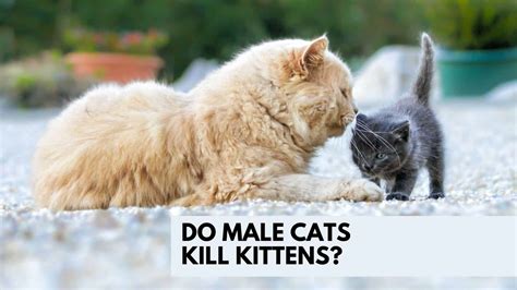 How Much Is It To Kill A Cat