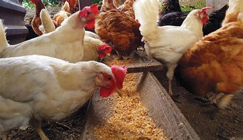how much is live chicken in nigeria