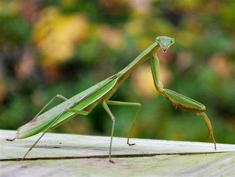 How Much Is Praying Mantis