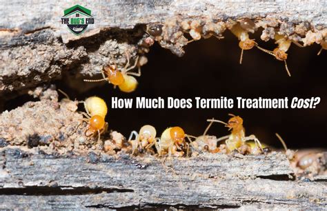 how much is the termite treatment