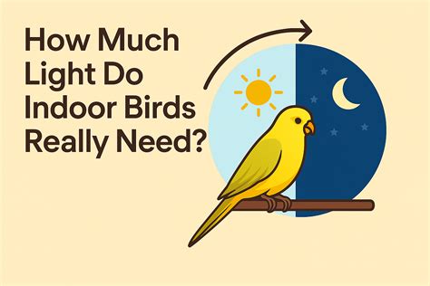 How Much Light Do Birds Need
