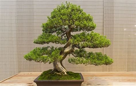 How Much Light Does A Juniper Bonsai Tree Need
