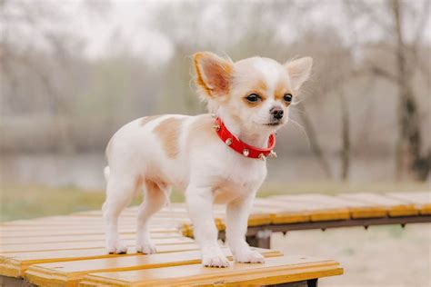 Unique How Much Money Does A Long Haired Chihuahua Cost With Simple Style