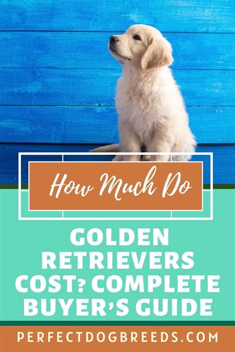 how much money is a golden retriever