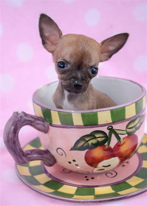  79 Gorgeous How Much Money Is A Teacup Chihuahua Hairstyles Inspiration