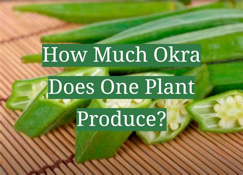 how much okra does 1 plant produce