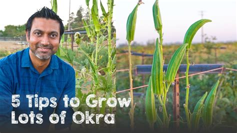 how much okra to plant per person