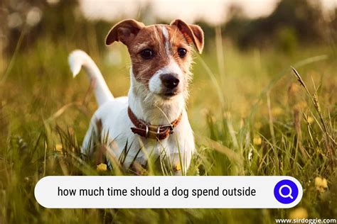 How Much Outside Time Should A Dog Get