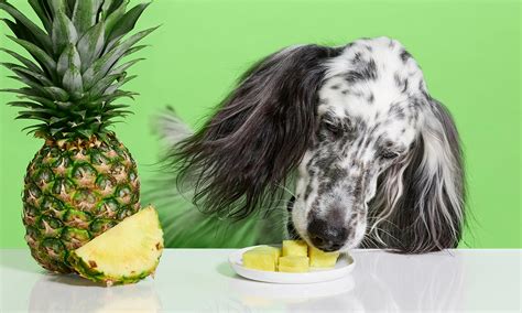 How Much Pineapple For Dogs