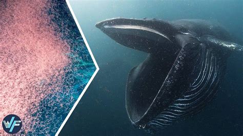 how much plankton do whales eat