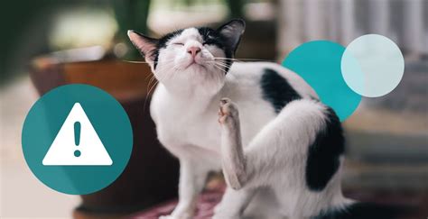 How Much Scratching Is Normal For A Cat