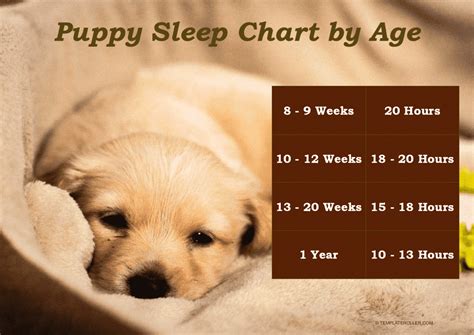 How Much Should A Cockapoo Puppy Sleep
