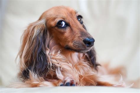 Fresh How Much Should A Long Haired Dachshund Weigh Hairstyles Inspiration