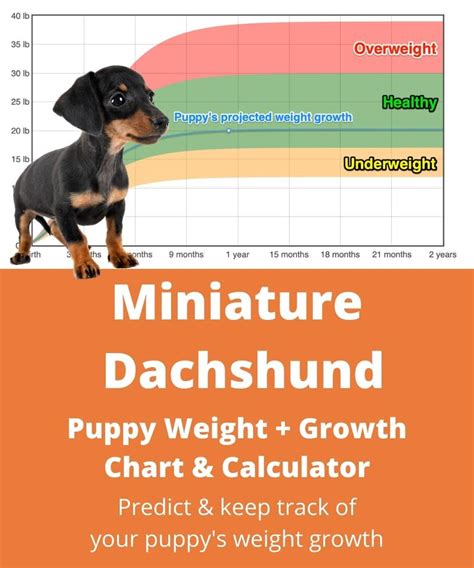  79 Ideas How Much Should A Long Haired Miniature Dachshund Weigh With Simple Style