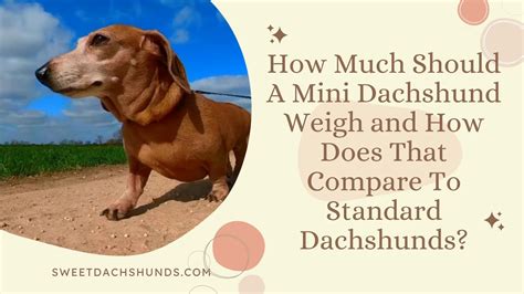 This How Much Should A Mini Dachshund Weigh For New Style