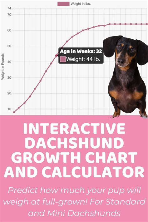 Fresh How Much Should A Mini Dachshund Weigh At 12 Weeks Trend This Years