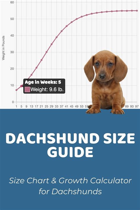  79 Gorgeous How Much Should A Mini Dachshund Weigh At 3 Months With Simple Style