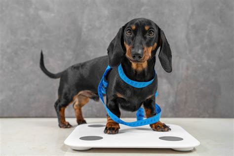 The How Much Should A Miniature Dachshund Weigh For New Style