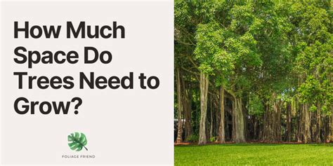 How Much Space Around A Tree