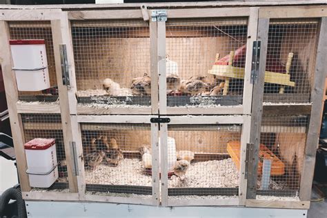 How Much Space Do Chickens Need In A Brooder