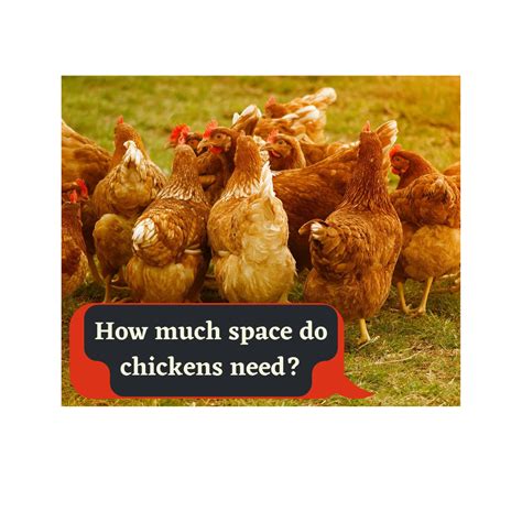how much space do chickens need to sleep