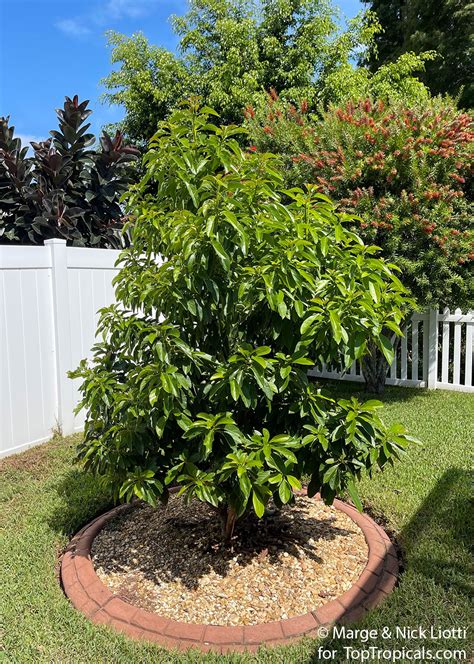 How Much Space Does A Dwarf Avocado Tree Need
