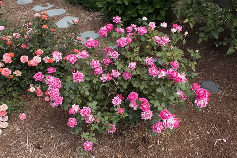 How Much Sun Do Double Knockout Roses Need