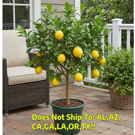 How Much Sun Does A Dwarf Meyer Lemon Tree Need