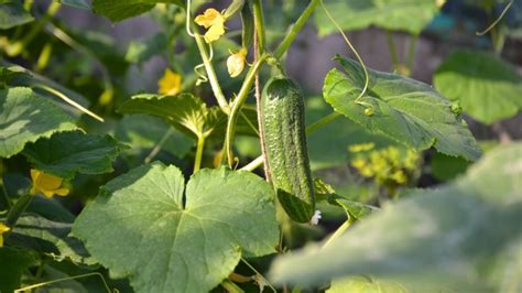 How Much Sun Does Cucumbers Need