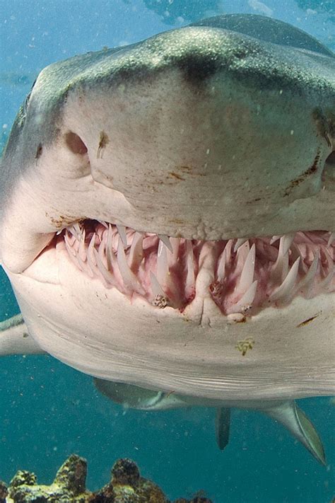 how much teeth does a tiger shark have