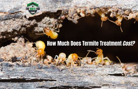how much termites treatment cost