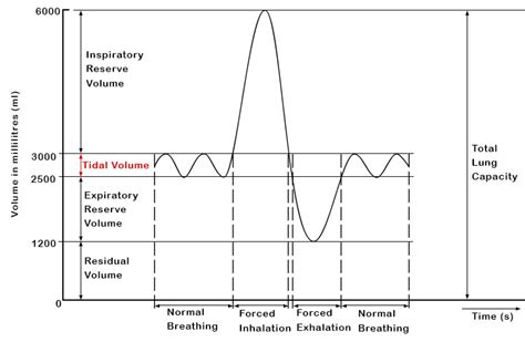 The Ideal Tidal Volume Guide And Why It Matters For Your Breathing