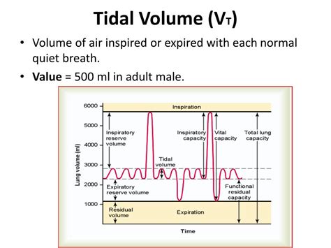 how much tidal volume for chest rise