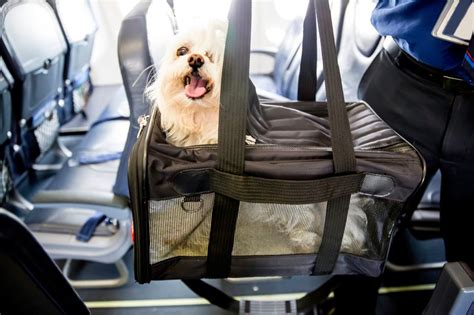 how much to bring dog on airplane