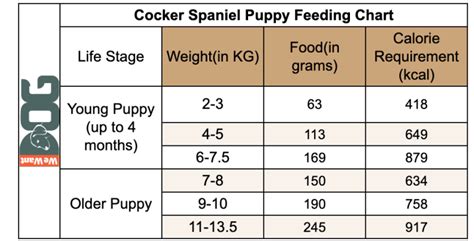 How Much To Feed 12 Week Old Cocker Spaniel