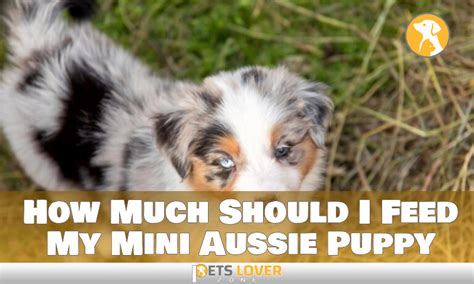 How Much To Feed Aussie