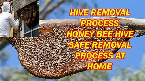 how much to remove a bee hive