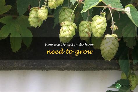 how much water do hops need