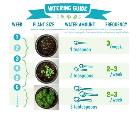 how much water does a plant need per day