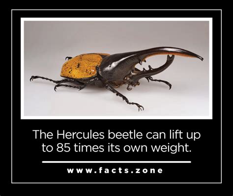 how much weight can a hercules beetle lift