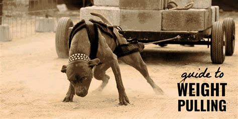 how much weight can a pitbull pull